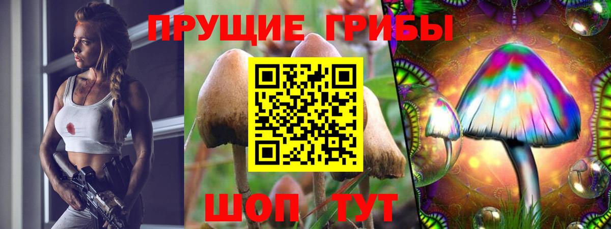 Псилоцибиновые грибы Psilocybine cubensis Лабинск
